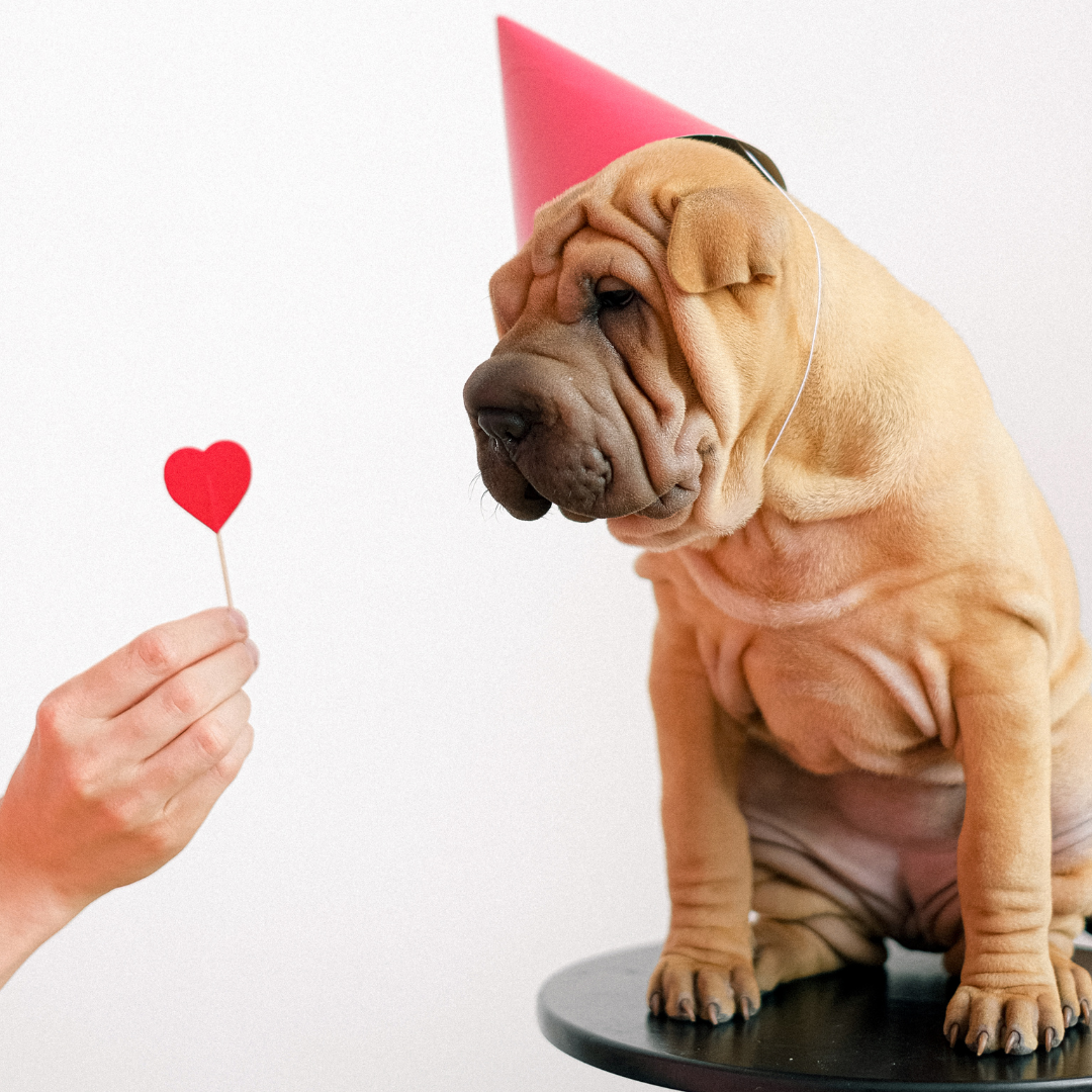 My Dog Is My Valentine, Gift For Dog Lover Sticker